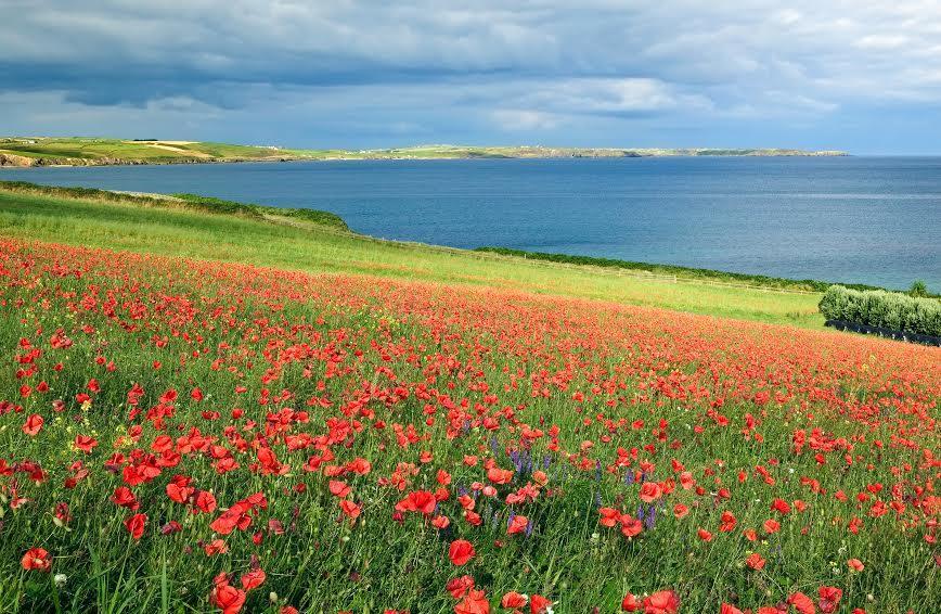 Courtmacsherry Hotel Dış mekan fotoğraf